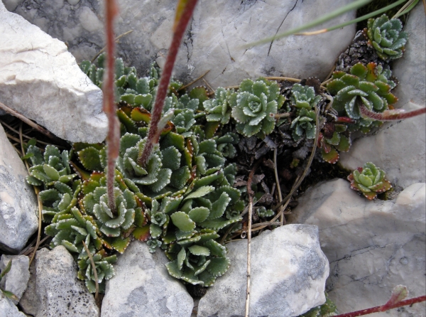 Saxifraga paniculata / Sassifraga alpina